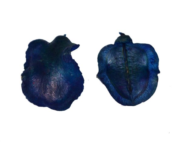 Boca de sapo (casca jacarandá) - Azul (5 peças)